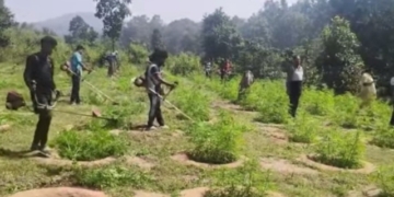 Illegal Ganja Cultivation