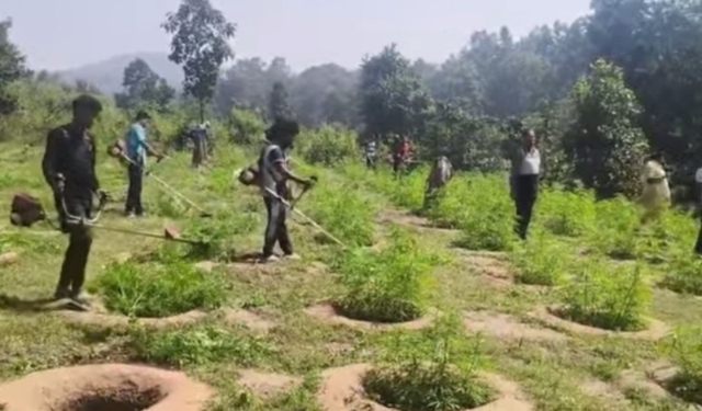 Illegal Ganja Cultivation