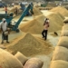 Paddy Procurement