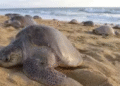 Olive Ridley