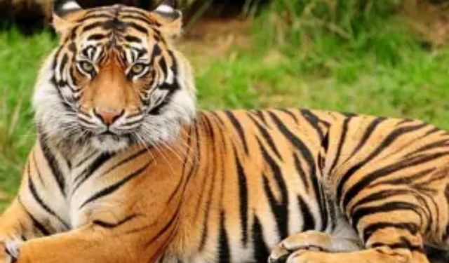 Royal Bengal Tigers