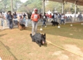 Bhubaneswar German Shepherd Dog Show