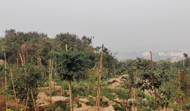 Elephant herd Sikharachandi hill