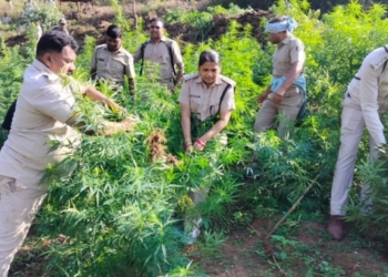 Illegal Ganja Cultivation