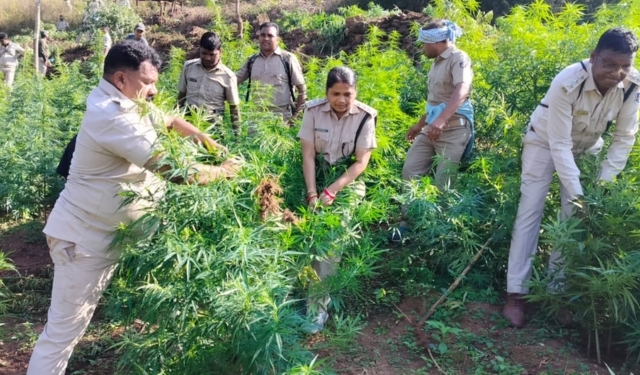 Illegal Ganja Cultivation