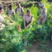 Illegal Ganja Cultivation