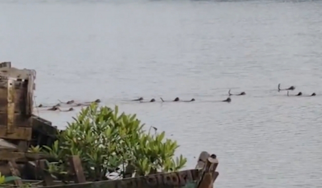 Monkeys rescue crocodile Odisha