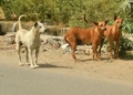 Newborn baby mutilated by stray dogs