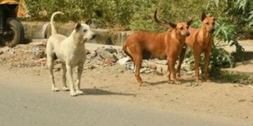 Newborn baby mutilated by stray dogs