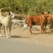 Newborn baby mutilated by stray dogs