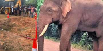 Ramu elephant skeleton recovery