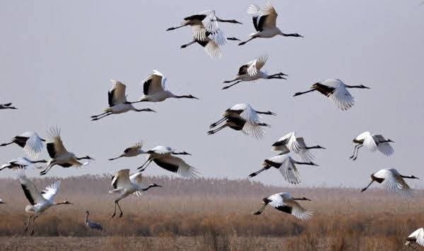 Chilika bird census 2026