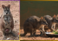 Parma wallaby birth Nandankanan