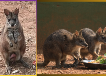 Parma wallaby birth Nandankanan