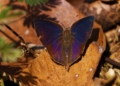 Indian Oakleaf Butterfly