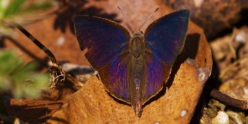 Indian Oakleaf Butterfly