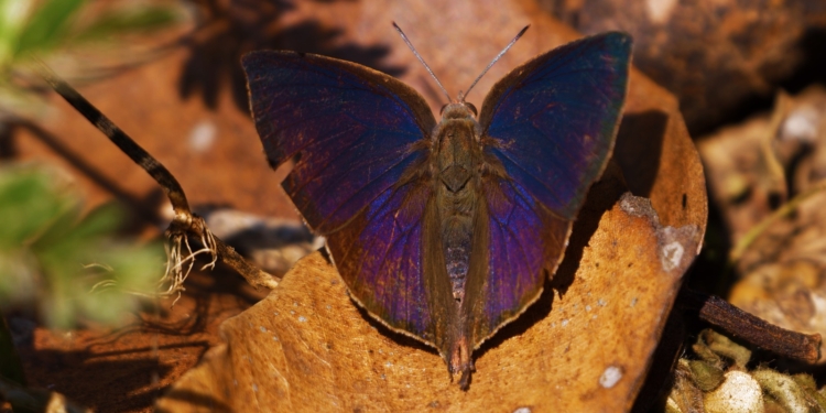 Indian Oakleaf Butterfly