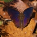Indian Oakleaf Butterfly
