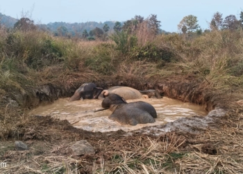 Deogarh elephant rescue Odisha