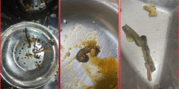 Worms in Hostel Food Trigger Student Outrage at BJB Junior College in Bhubaneswar