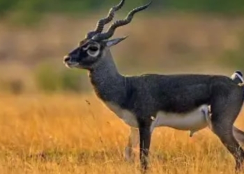 Blackbuck census Ganjam