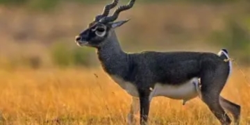 Blackbuck census Ganjam