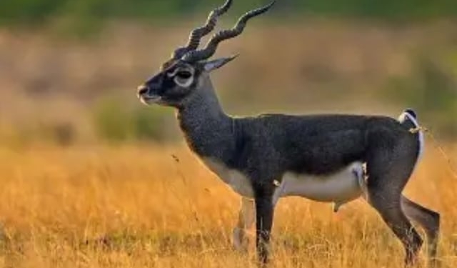Blackbuck census Ganjam