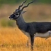 Blackbuck census Ganjam