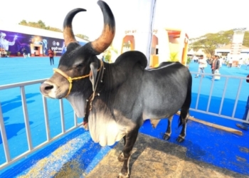 Kankrej bull