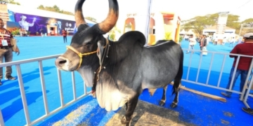 Kankrej bull