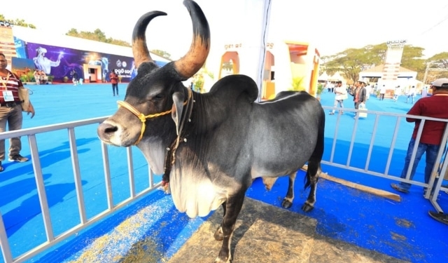 Kankrej bull