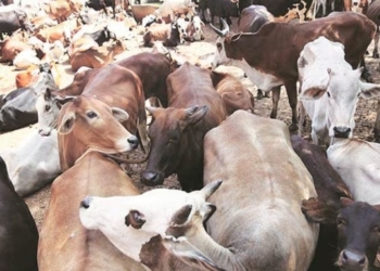 Cattle Smuggling