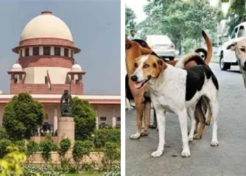Supreme Court Dog Bite Compensation