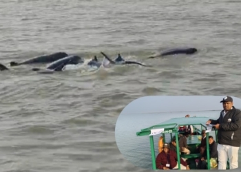 Annual Irrawaddy Dolphin Census Begins in Chilika Lake