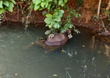 Female Elephant Dies