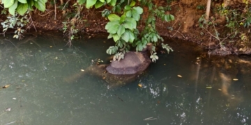 Female Elephant Dies