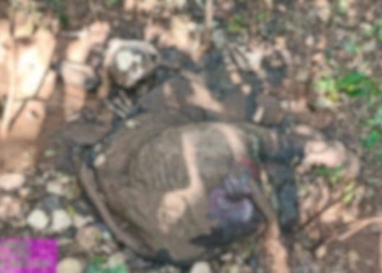 Young Elephant Calf Found Dead in Deogarh’s Kansar Reserve Forest – Natural Causes Suspected