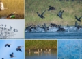 Hirakud bird census