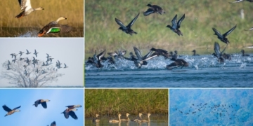 Hirakud bird census