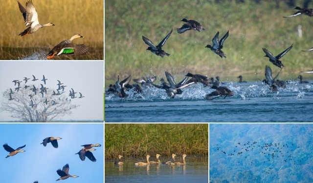 Hirakud bird census