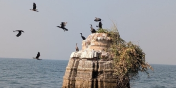 Bird census at Hirakud reservoir
