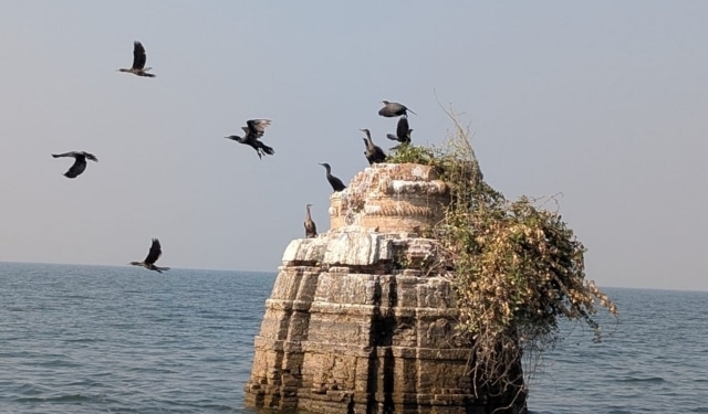 Bird census at Hirakud reservoir