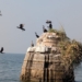 Bird census at Hirakud reservoir