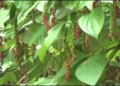 Koraput Pepper