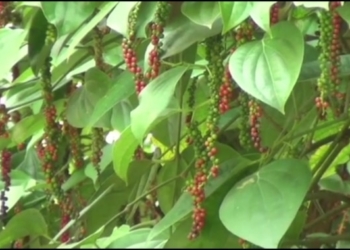 Koraput Pepper
