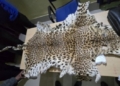 Leopard Skin Seized