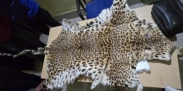 Leopard Skin Seized