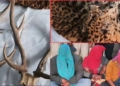 Leopard Skins Sambar Horn
