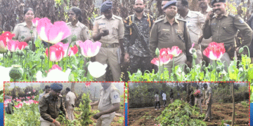 illegal opium cultivation Keonjhar