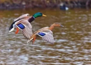 Odisha migratory bird tracking